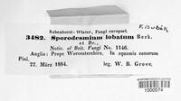 Sporidesmium lobatum image